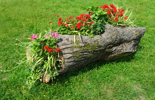 Cama de flores original em um tronco de madeira — Fotografia de Stock
