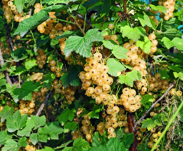 Rama de grosella blanca —  Fotos de Stock