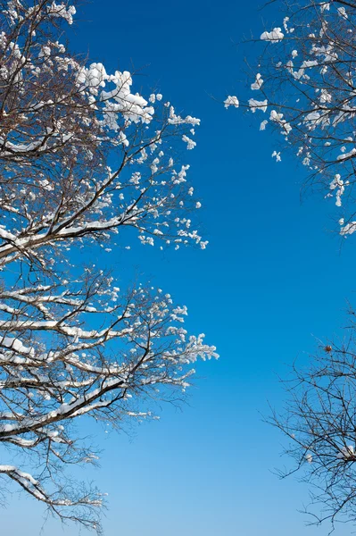 Invierno nieve ramas de árbol — Foto de Stock