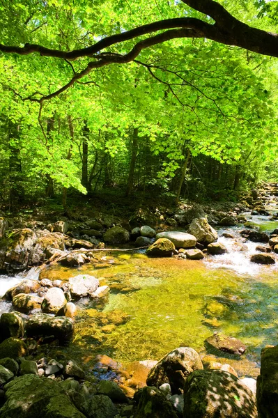 Automne forêt ruisseau Smolny — Photo