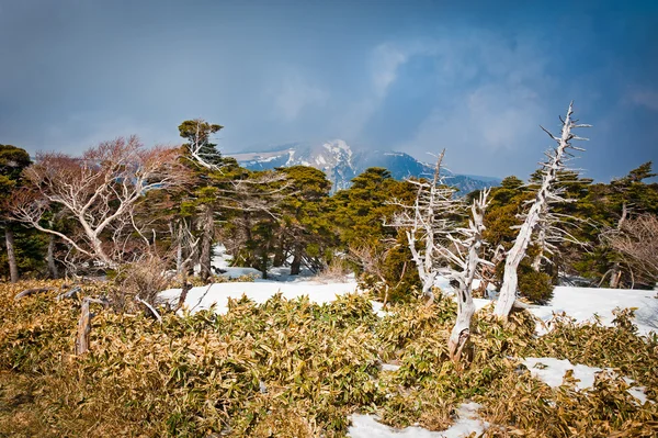 Mountain Hallasan of Jeju island Korea