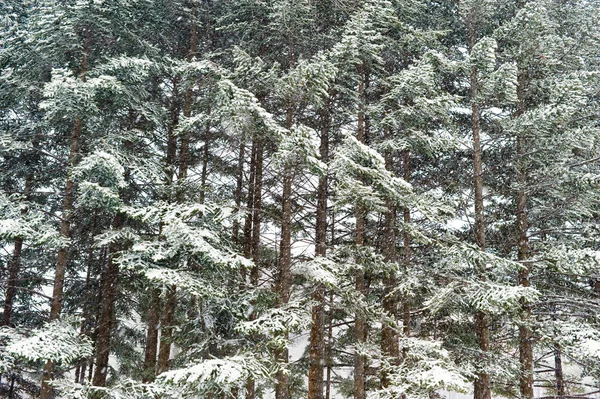 Winter-Taiga-Wald unter Schneefall — Stockfoto