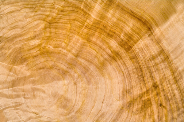 slice of wood timber 
