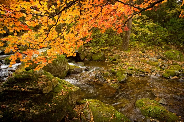 Herbst Waldbach elomovsky — Stockfoto