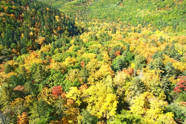 Bunte Baumkronen zur Herbstzeit — Stockfoto