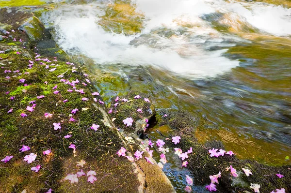 Rhododendron dauricum bagulnik flores caídas — Foto de Stock
