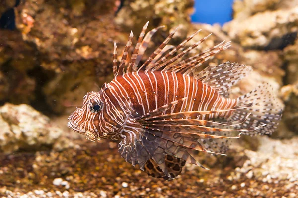 Tropische vissen rode Lionfish — Stockfoto