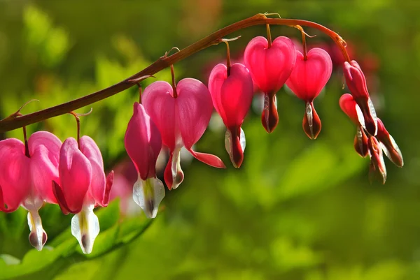 Dicentra Sanguinamento Fiori di cuore — Foto Stock