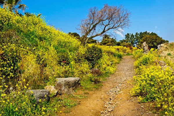 Rapsblüten blühen auf der Insel Jeju Korea — Stockfoto