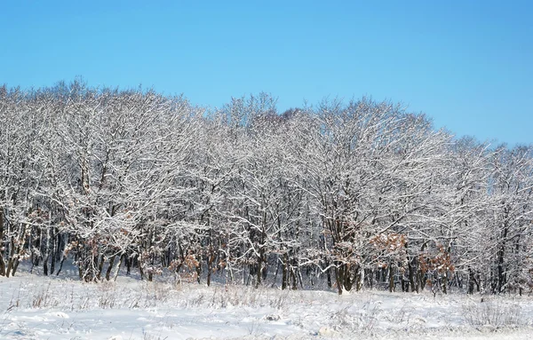 Schneegestöber Wald — Stockfoto