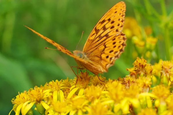 Бабочка-монарх на цветке — стоковое фото