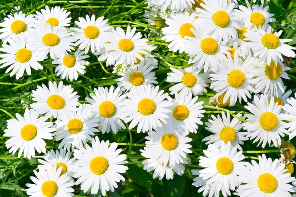 Kwiat biały i świeże camomiles — Zdjęcie stockowe