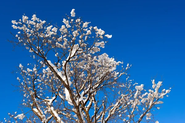 木の冬雪枝 — ストック写真