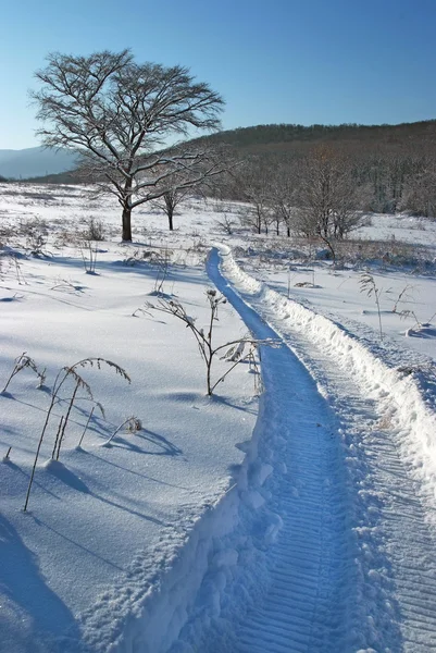 Одинокое дерево на снежном поле — стоковое фото