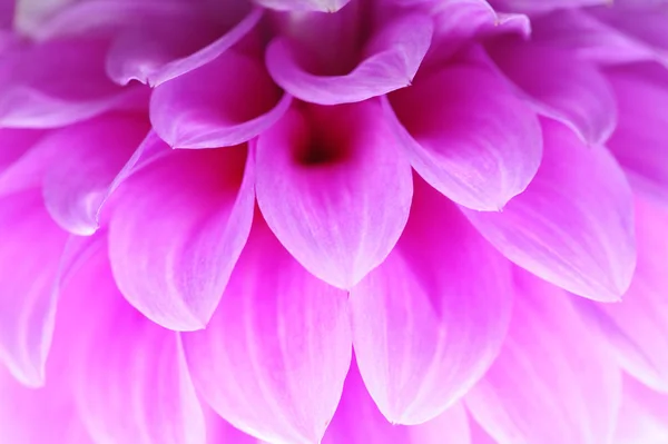 Рожева квітка з м'яким фокусом — стокове фото