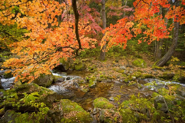 Fall forest stream Elomovsky — Stock Photo, Image