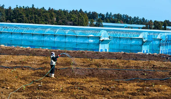 Корейский фермер, работающий в оранжерее — стоковое фото