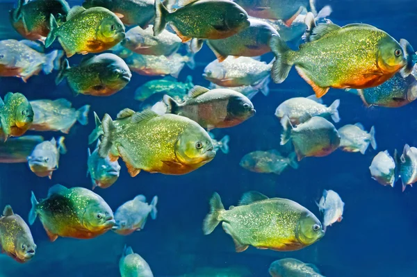 Tropical piranha fishes — Stock Photo, Image