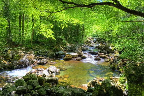 Caída bosque arroyo Smolny —  Fotos de Stock