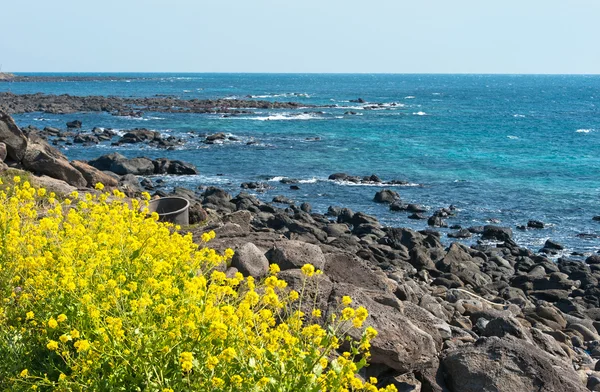 Flores de violación - símbolo de la isla de Jeju-do — Foto de Stock