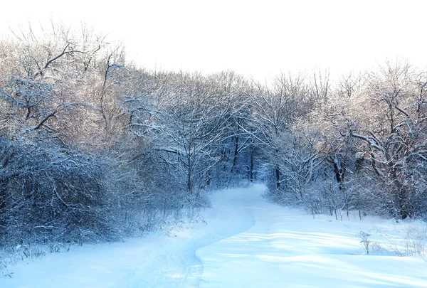 Route de campagne en forêt — Photo