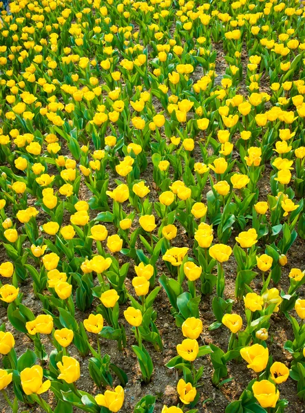 Beautiful yellow tulips — Stock Image Beautiful yellow tulips Stock Image