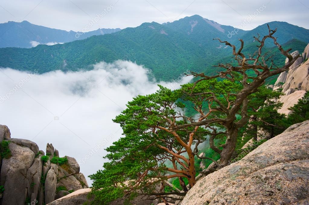 Korean pines against cloudy seorak mountains 