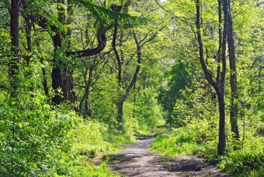 Gün batımı ışık sokakta park 
