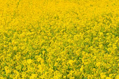 Kolza çiçekleri - Jeju Adası sembolü