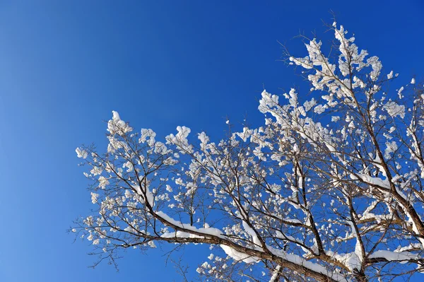 木の冬雪枝 — ストック写真