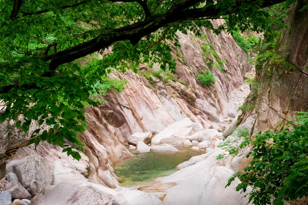Creek kanyon erdőre Seoraksan Nemzeti Park — Stock Fotó