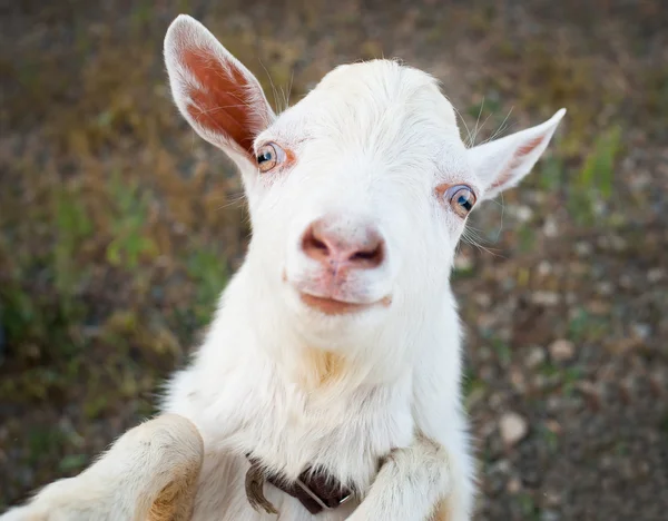 Zabawny wiejskich mały portret dziecko koza — Zdjęcie stockowe