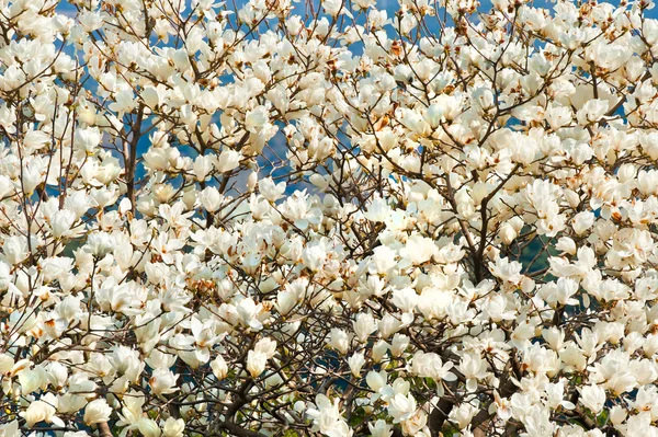 White magnolia blossoms — Stock Photo, Image