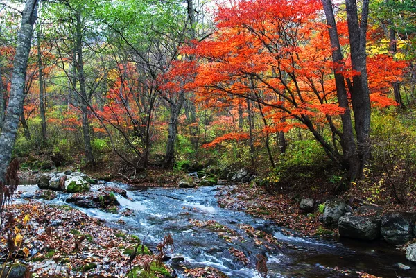 Fall forest stream with red trees — Stock Photo, Image