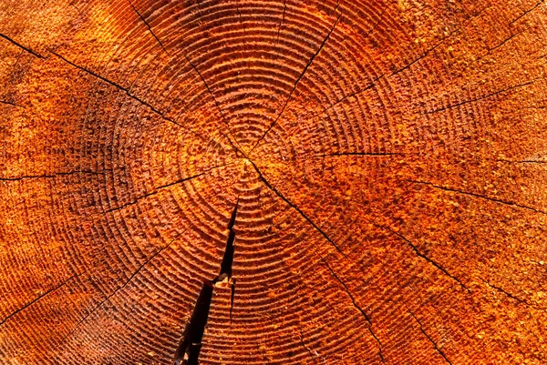 Szelet száraz fa fa — Stock Fotó
