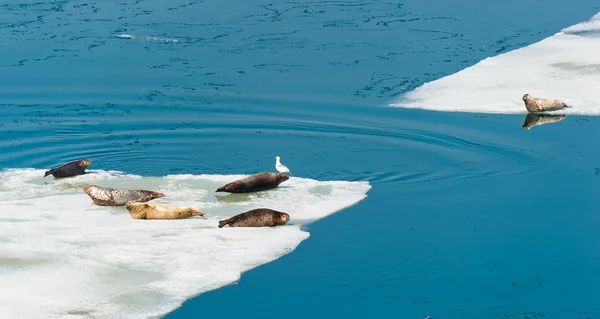 Guarnizioni Larga appoggiate su ghiaccio galleggiante — Foto Stock