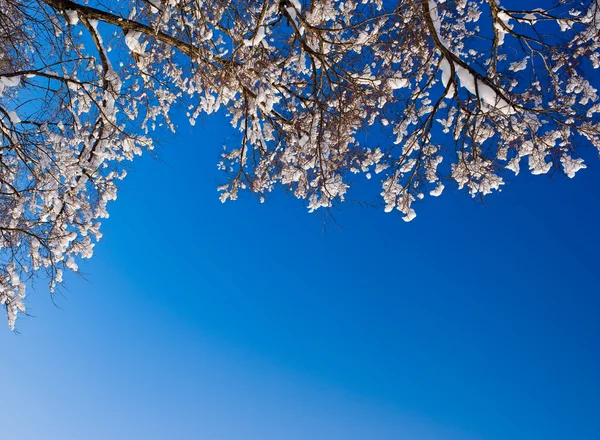 Winter snow branches of tree — Stock Photo, Image