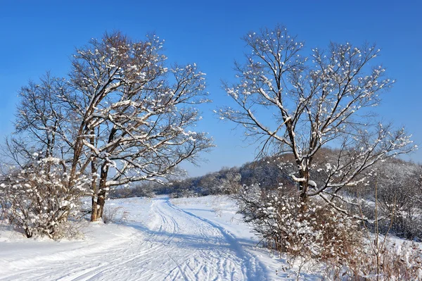 Landstraße im Wald lizenzfreie Stockfotos