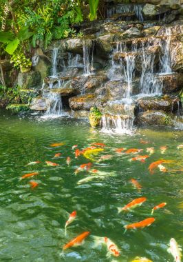 Koi sazan balık gölet Phuket, Phuket Botanik Bahçesi
