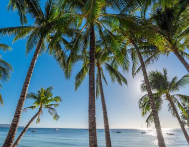 Tropical beach background from Boracay island with coconut palms clipart