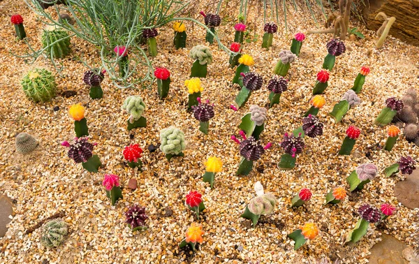 Garden of cactus and succulent at Phuket botanical Garden, Thail — Stock Photo, Image