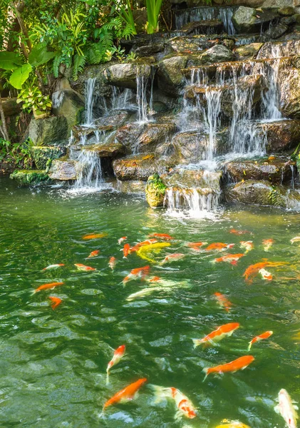 Peces de carpa koi en el estanque del Jardín Botánico de Phuket en Phuket —  Fotos de Stock