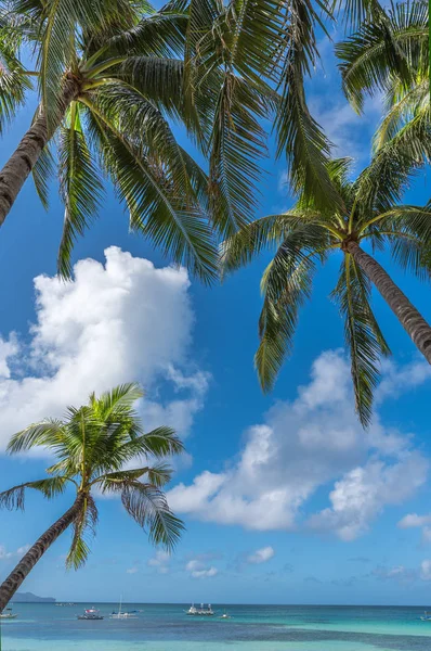 보라 카이 섬에서 코코넛 야자수와 열 대 해변 배경 — 스톡 사진