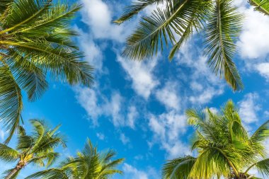 Boracay Adası ile Hindistan cevizi avuç içi ağaç l doğal kökenli