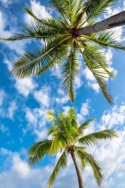 Boracay Adası ile Hindistan cevizi avuç içi ağaç l doğal kökenli