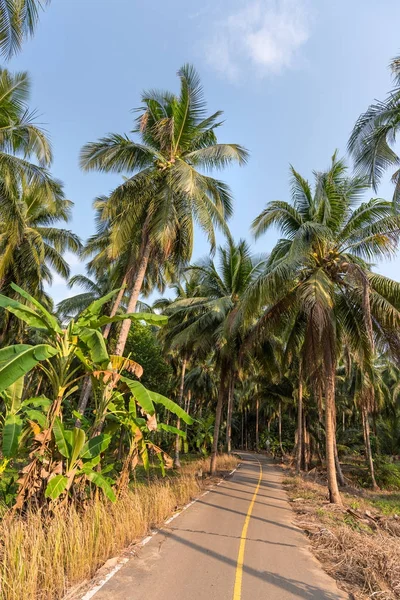 Camino rural en los bosques de palmeras de la isla de Koh Chang, Tailandia — Foto de Stock