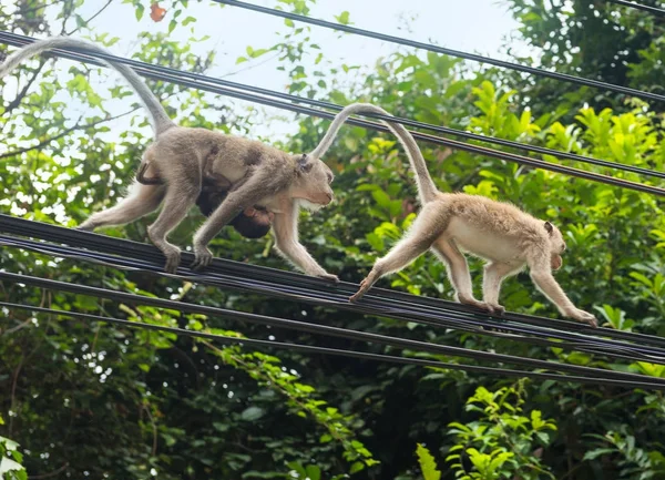 Macacos nos fios elétricos da ilha Koh Chang, Tailândia — Fotografia de Stock