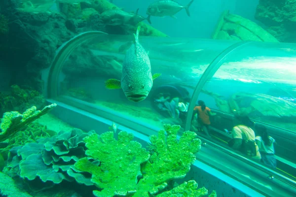 Peixes tropicais no túnel aquático do Aquário Rayong, Th — Fotografia de Stock