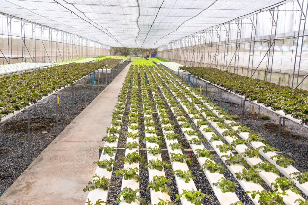 greenhouse with young plants in the Rayong Thailand