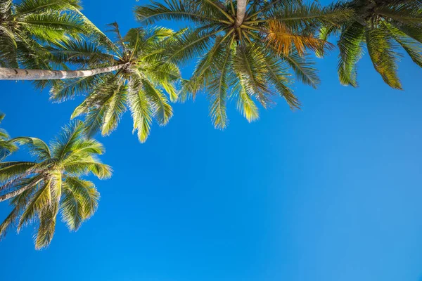 Tropicale sfondo spiaggia da Anda spiaggia Bohol isola con cocco — Foto Stock